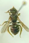 Seladonia tumulorum