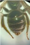 Seladonia tumulorum
