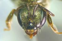 Seladonia tumulorum