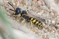 Philanthus triangulum