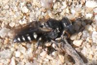 Oxybelus