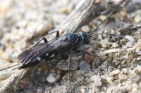 Episyron rufipes