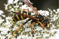 Polistes