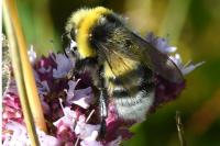 Bombus lucorum
