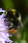 Bombus lapidarius
