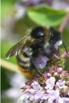 Bombus rupestris