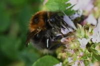 Bombus hypnorum