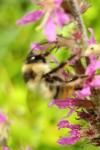 Bombus sylvarum