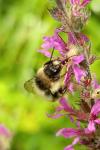 Bombus sylvarum