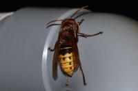 Vespa crabro