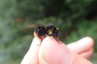 Bombus soroeensis