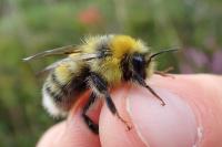 Bombus lucorum