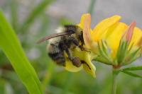 Bombus sylvarum