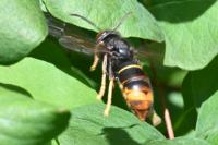 Vespa velutina