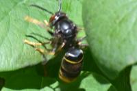 Vespa velutina