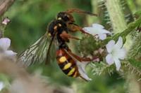 Nomada bifasciata