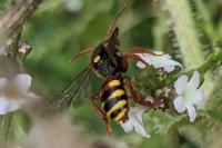 Nomada bifasciata