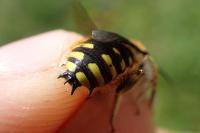 Anthidium manicatum