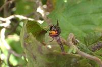 Vespa velutina