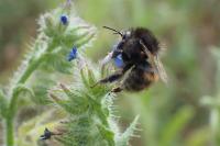 Bombus humilis