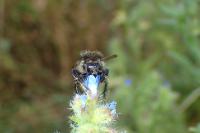Bombus humilis