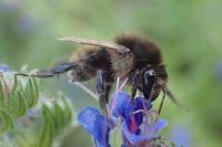 Bombus humilis
