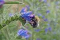 Bombus pascuorum