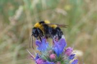 Bombus ruderatus