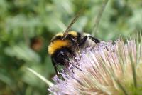 Bombus ruderatus