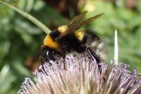 Bombus ruderatus