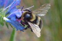 Bombus ruderatus
