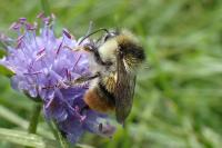 Bombus sylvarum