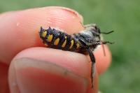 Anthidium septemspinosum
