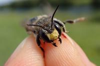 Anthidium septemspinosum