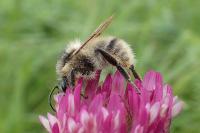 Bombus sylvarum