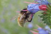 Bombus humilis