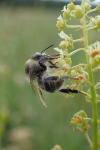 Bombus sylvarum