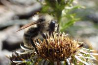 Bombus sylvarum