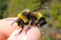 Bombus lucorum