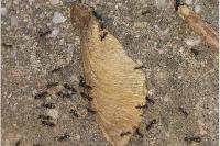 Tapinoma magnum