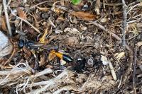 Ammophila sabulosa