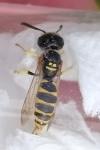 Philanthus triangulum