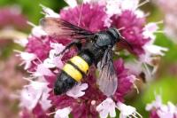 Scolia hirta