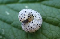 Tenthredo scrophulariae