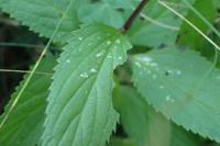 Tenthredo scrophulariae