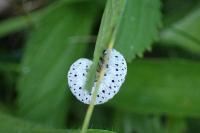 Tenthredo scrophulariae