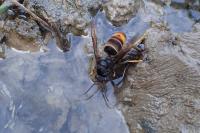 Vespa velutina