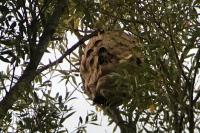 Vespa velutina