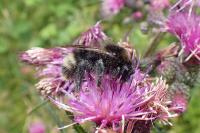 Bombus norvegicus