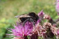 Bombus norvegicus